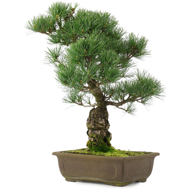 Pinus parviflora, 45,5 cm, ± 25 jaar oud