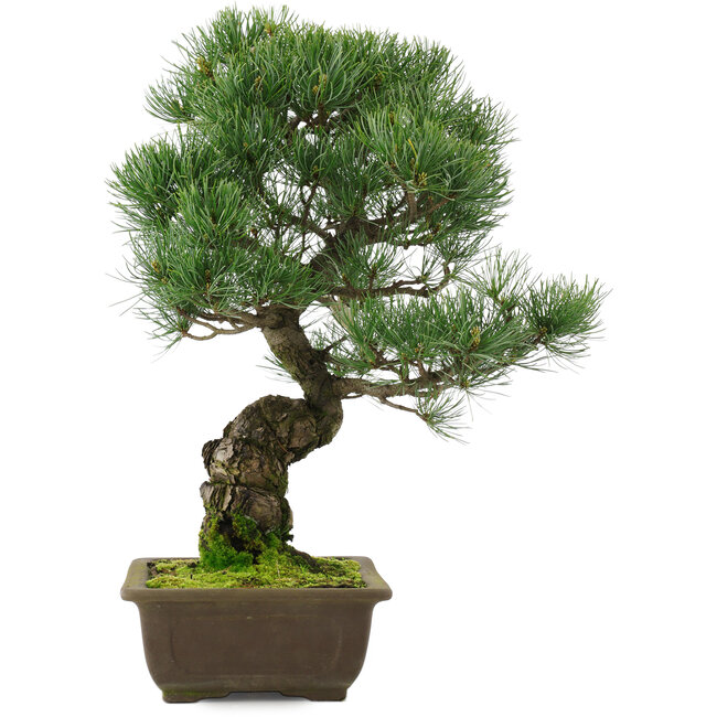 Pinus parviflora, 45,5 cm, ± 25 años
