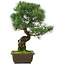Pinus parviflora, 45,5 cm, ± 25 jaar oud