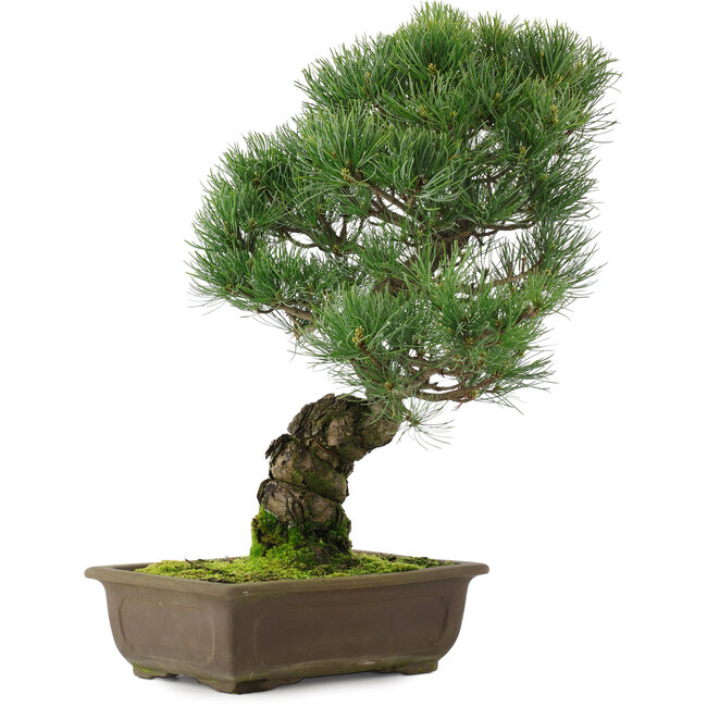 Pinus parviflora, 45,5 cm, ± 25 años