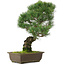 Pinus parviflora, 45,5 cm, ± 25 Jahre alt