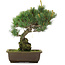 Pinus parviflora, 33,5 cm, ± 25 jaar oud