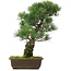 Pinus parviflora, 45,5 cm, ± 25 years old