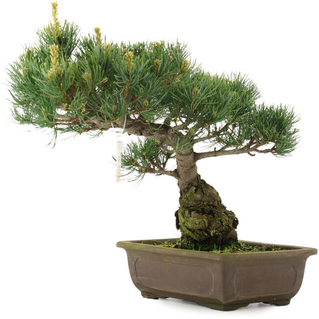 Pinus parviflora, 33,5 cm, ± 25 years old