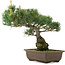 Pinus parviflora, 33,5 cm, ± 25 jaar oud