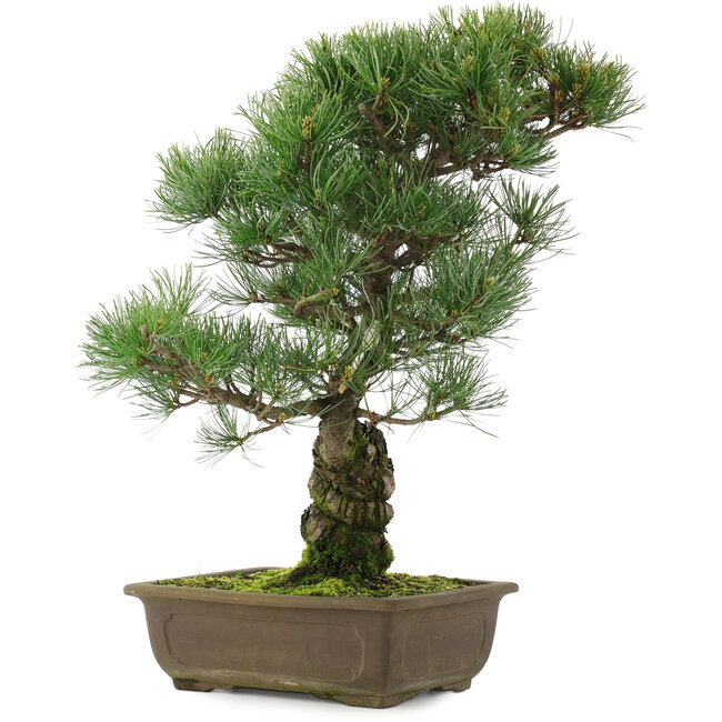 Pinus parviflora, 45,5 cm, ± 25 años