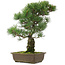 Pinus parviflora, 45,5 cm, ± 25 jaar oud