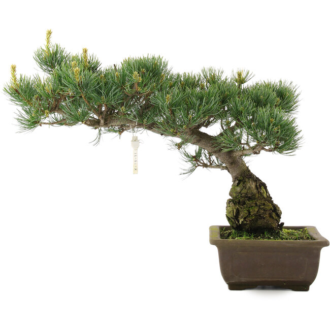 Pinus parviflora, 33,5 cm, ± 25 years old