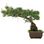 Pinus parviflora, 33,5 cm, ± 25 jaar oud