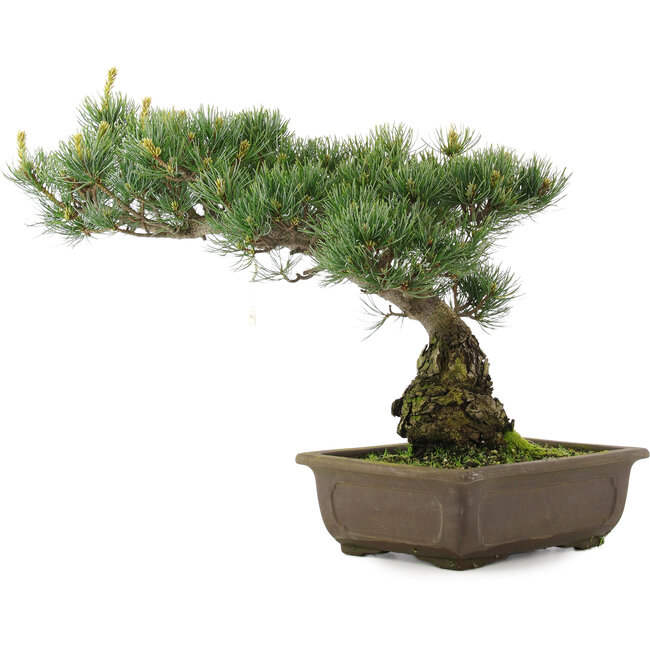 Pinus parviflora, 33,5 cm, ± 25 Jahre alt