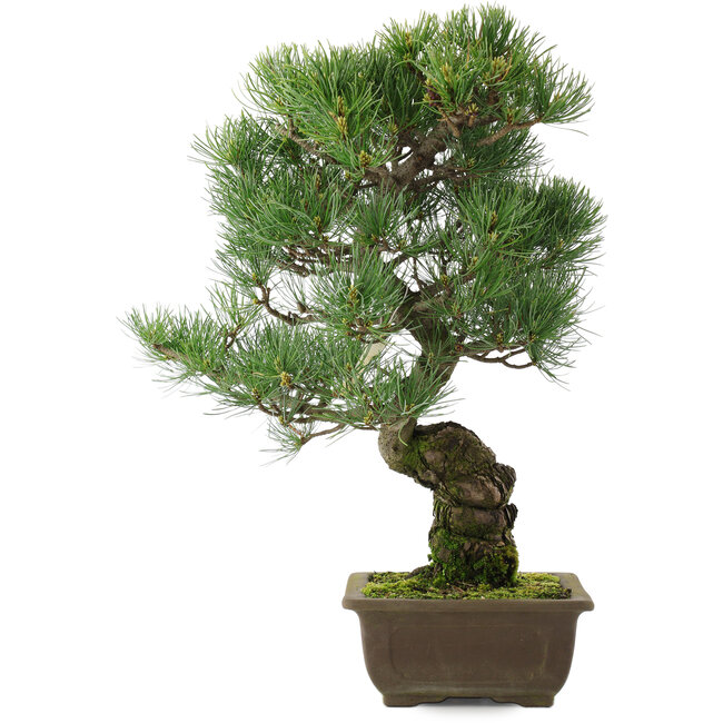 Pinus parviflora, 45,5 cm, ± 25 años