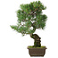 Pinus parviflora, 45,5 cm, ± 25 jaar oud
