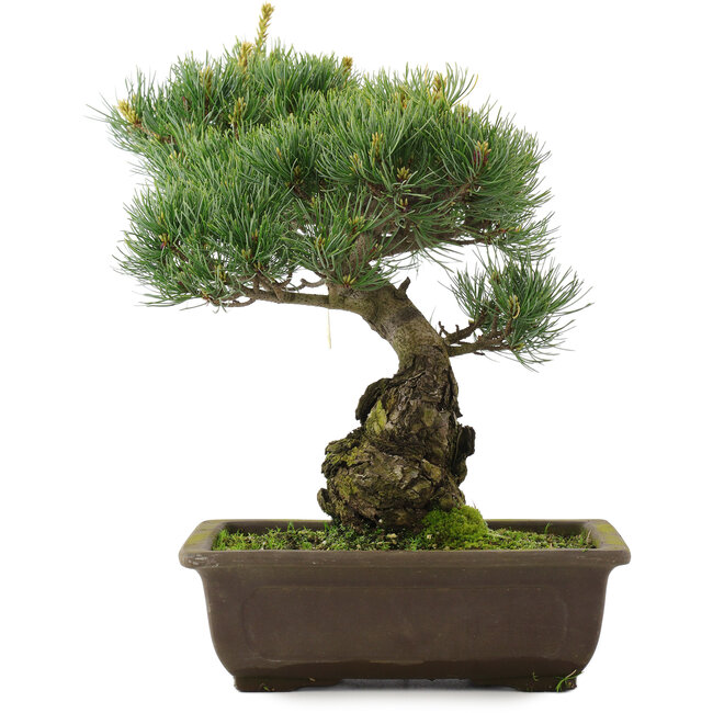 Pinus parviflora, 33,5 cm, ± 25 años