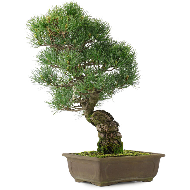 Pinus parviflora, 45,5 cm, ± 25 Jahre alt