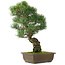Pinus parviflora, 45,5 cm, ± 25 jaar oud