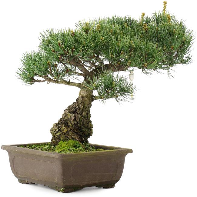 Pinus parviflora, 33,5 cm, ± 25 años