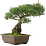 Pinus parviflora, 33,5 cm, ± 25 jaar oud