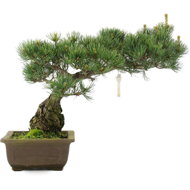 Pinus parviflora, 33,5 cm, ± 25 anni