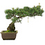 Pinus parviflora, 33,5 cm, ± 25 jaar oud