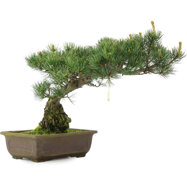 Pinus parviflora, 33,5 cm, ± 25 años