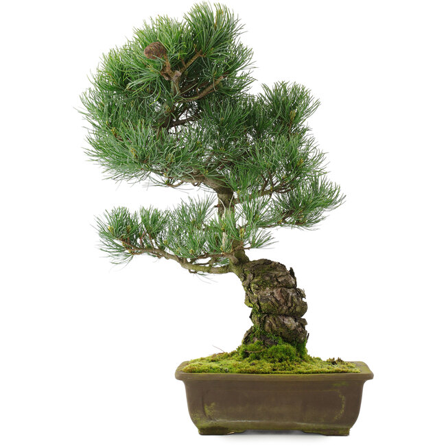 Pinus parviflora, 48,5 cm, ± 25 jaar oud