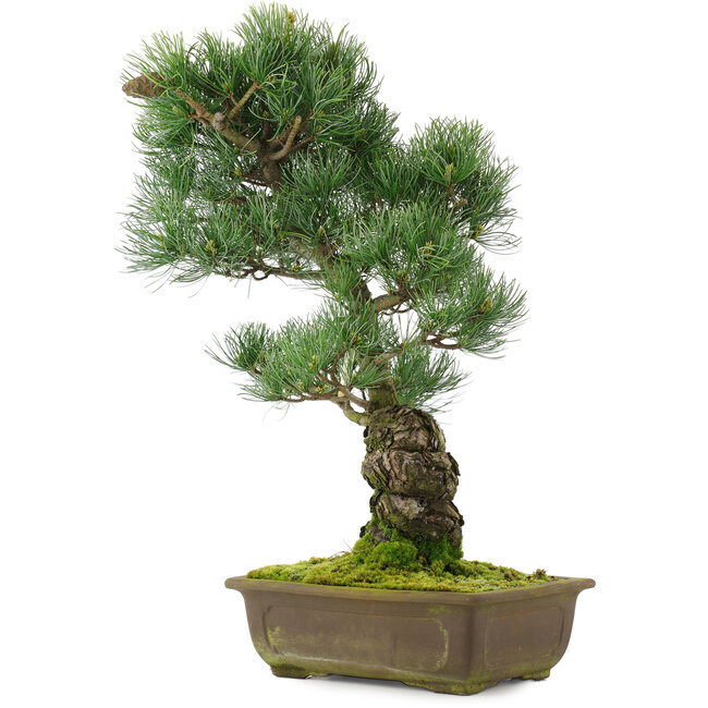 Pinus parviflora, 48,5 cm, ± 25 years old