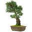 Pinus parviflora, 48,5 cm, ± 25 jaar oud