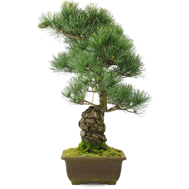 Pinus parviflora, 48,5 cm, ± 25 jaar oud