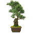 Pinus parviflora, 48,5 cm, ± 25 jaar oud