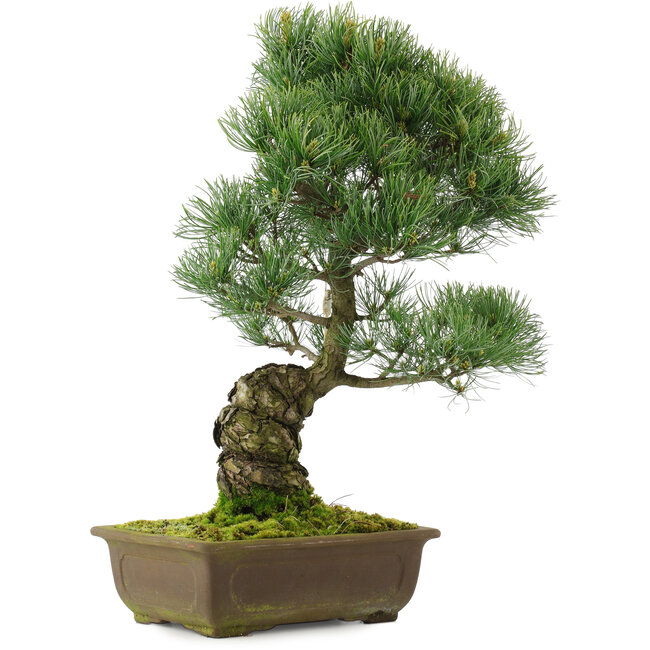 Pinus parviflora, 48,5 cm, ± 25 years old