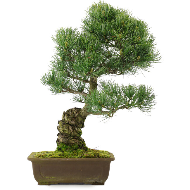 Pinus parviflora, 48,5 cm, ± 25 jaar oud