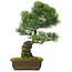 Pinus parviflora, 48,5 cm, ± 25 jaar oud