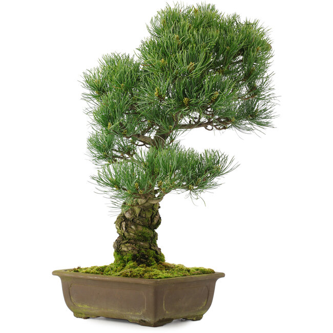 Pinus parviflora, 48,5 cm, ± 25 años