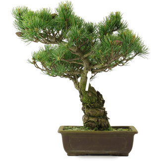Pinus parviflora, 42,5 cm, ± 25 jaar oud