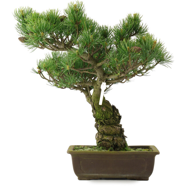 Pinus parviflora, 42,5 cm, ± 25 jaar oud