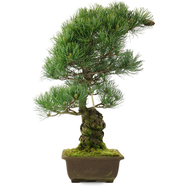 Pinus parviflora, 48,5 cm, ± 25 anni