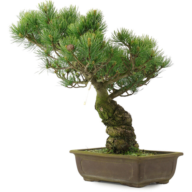Pinus parviflora, 42,5 cm, ± 25 Jahre alt