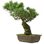 Pinus parviflora, 42,5 cm, ± 25 jaar oud