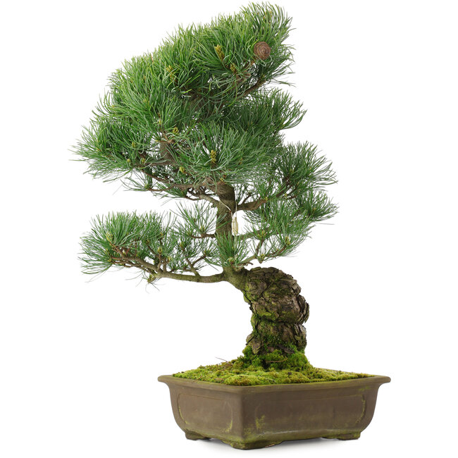 Pinus parviflora, 48,5 cm, ± 25 años
