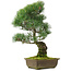 Pinus parviflora, 48,5 cm, ± 25 jaar oud