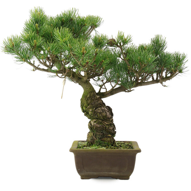 Pinus parviflora, 42,5 cm, ± 25 años