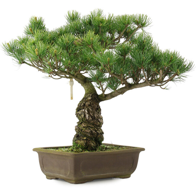 Pinus parviflora, 42,5 cm, ± 25 años