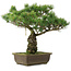 Pinus parviflora, 42,5 cm, ± 25 jaar oud