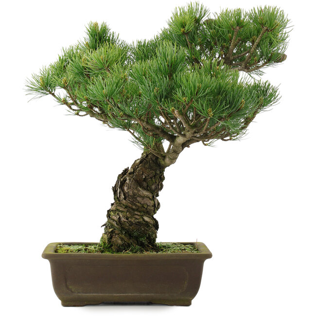 Pinus parviflora, 42,5 cm, ± 25 ans