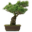Pinus parviflora, 42,5 cm, ± 25 jaar oud