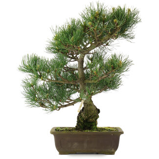 Pinus parviflora, 42,5 cm, ± 25 ans