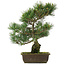 Pinus parviflora, 42,5 cm, ± 25 jaar oud