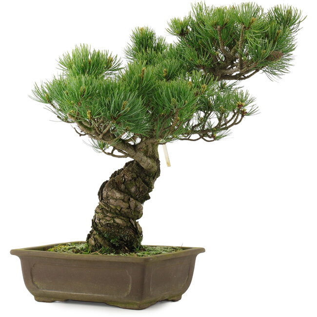 Pinus parviflora, 42,5 cm, ± 25 jaar oud