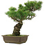 Pinus parviflora, 42,5 cm, ± 25 jaar oud