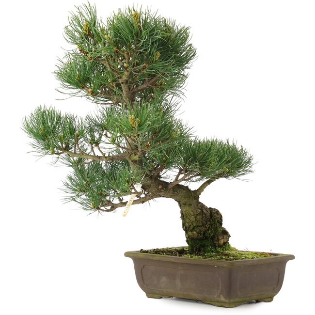 Pinus parviflora, 42,5 cm, ± 25 anni